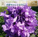 【ふるさと納税】≪世界三大花木≫ ジャカランダ 苗木 華紫サファイアブルー 30cm〜70cm 期間限定 数量限定 紫雲木 花 植物 鉢植え 観賞用 園芸 国産...