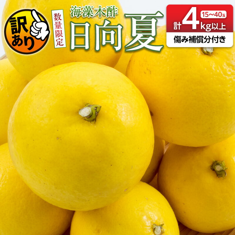 【ふるさと納税】訳あり≪数量限定≫海藻木酢日向夏(計4kg以上)傷み補償分100g付き　フルーツ　果物　柑橘　みかん　国産のサムネイル