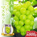 【ふるさと納税】【先行予約】シャインマスカット 800g 数量限定 先行受付 厳選 大玉 フルーツ 果物 ぶどう 2026年発送