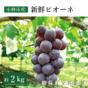 【ふるさと納税】【産直もぎたて】新鮮ピオーネ 2kg(国産 ブドウ ぶどう 果物 くだもの フルーツ 贈答用 プレゼント 限定)