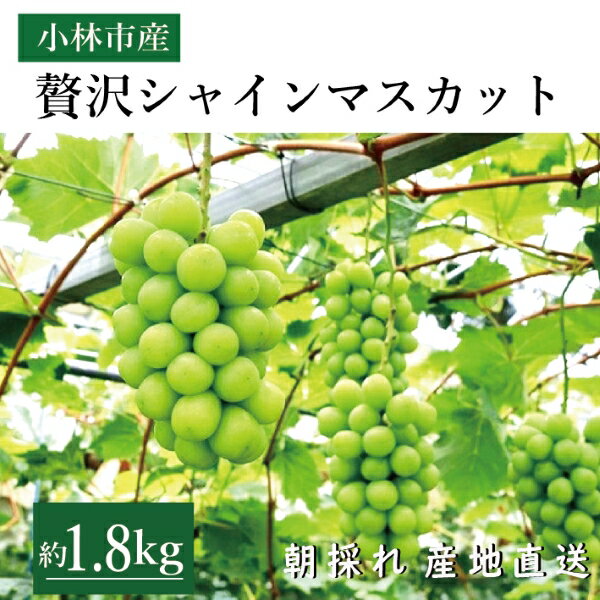 【ふるさと納税】【産直もぎたて】贅沢シャインマスカット1.8kg程度のサムネイル