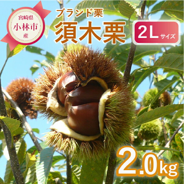 【ふるさと納税】【期間・数量限定】ブランド栗「須木栗」2Lサイズ2キロのサムネイル