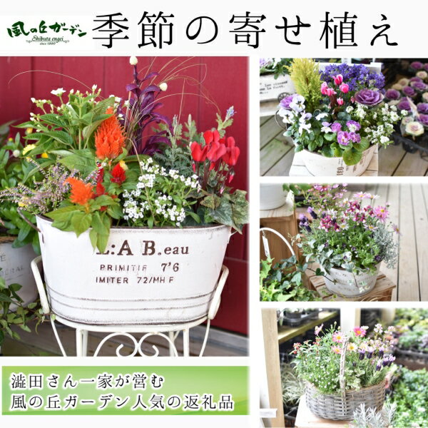 花・観葉植物(鉢花)人気ランク8位　口コミ数「11件」評価「4.73」「【ふるさと納税】【お手軽ガーデニング】季節の寄せ植え」