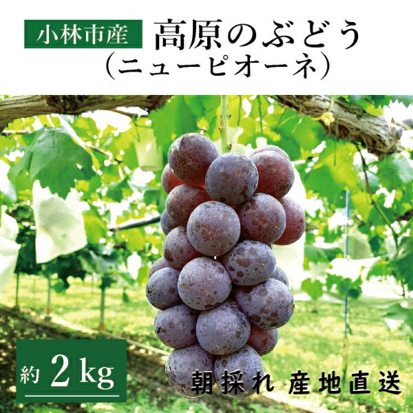 【先行受付！産地から摘みたてを直送】 トップシェフや有名産地の生産者も認める宮崎県小林市産のぶどうを数量限定で先行受付します！ 里山から届ける自慢のフルーツをお楽しみください。 商品説明 名称 【ふるさと納税】【先行予約受付・産直もぎたて】...