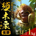 【ふるさと納税】【期間・数量限定】ブランド栗「須木栗」3Lサイズ 1kg程度(生栗 マロン 栗 果物 フルーツ 限定 秋 旬)