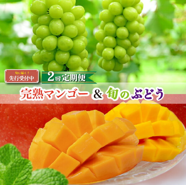 【ふるさと納税】【全2回・フルーツ定期便】小林市産 完熟マンゴー＆旬のぶどう 定期便（フルーツ マン..