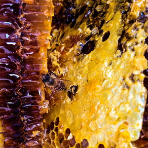 【ふるさと納税】【山奥で採れる天然地蜜】天然100％純粋蜂蜜 300g