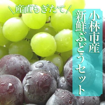 【ふるさと納税】【産直もぎたて】摘みたてシャインマスカットと旬のぶどう　1.2kg程度