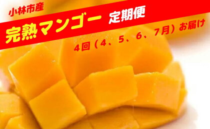 <先行予約受付開始!>【定期便:全4回】小林市産「完熟マンゴー」コース