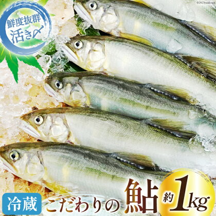 【先行受付】鮎 こだわりの生鮎 約1kg [株式会社 あゆの是則 宮崎県 日向市 452060096] あゆ アユ 魚 魚介 川魚 塩焼き 甘露煮 冷蔵 生あゆ 子持ち鮎