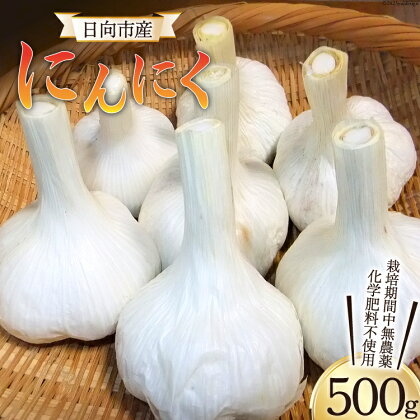 にんにく 《2024年6月～11月発送予定》 日向市産 にんにく 500g 農薬不使用 化学肥料不使用 [甲斐自然派農園 宮崎県 日向市 452060132] 先行予約 国産 ニンニク