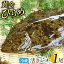 黄金ひらめの活きジメ 1尾  魚 魚介 鮮魚 活 ひらめ ヒラメ 平目