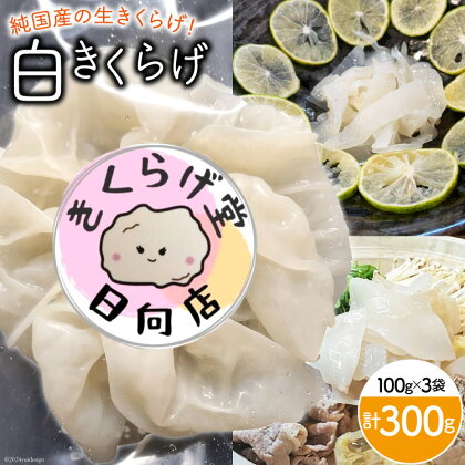 きくらげ 白 生きくらげ 100g×3袋 [きくらげ堂 日向店 宮崎県 日向市 452060511] キクラゲ 木耳 食物繊維 無添加 きのこ 冷蔵