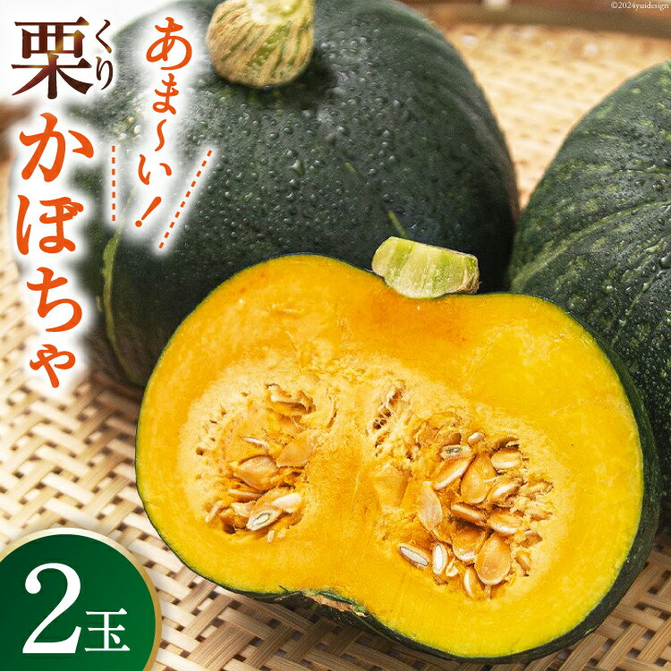 [先行予約] 野菜 栗カボチャ 2玉 [たくちゃんの野菜農園 宮崎県 日向市 9-18-(22)] かぼちゃ 南瓜 カボチャ 完熟 甘い ホクホク ほっこり133 ブラックのジョー