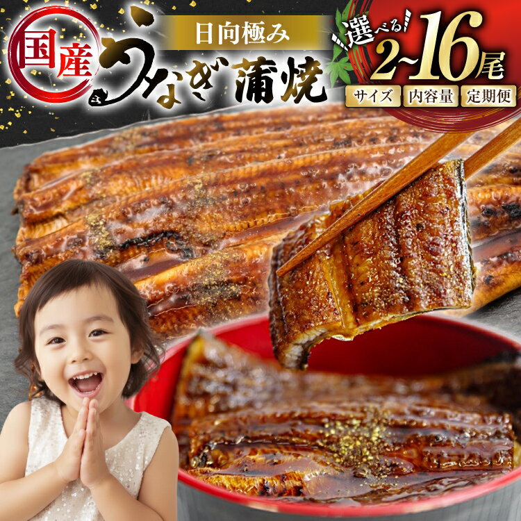 レビューキャンペーン うなぎ 選べる発送内容 2尾 240g以上 300g 以上 or 4尾 定期便 [たれ・山椒付き] 国産 日向極み うなぎ蒲焼 [日向サンパーク 宮崎県 日向市 452061646] ギフト 小分け 真空パック 鰻 ウナギ うなぎの蒲焼 蒲焼
