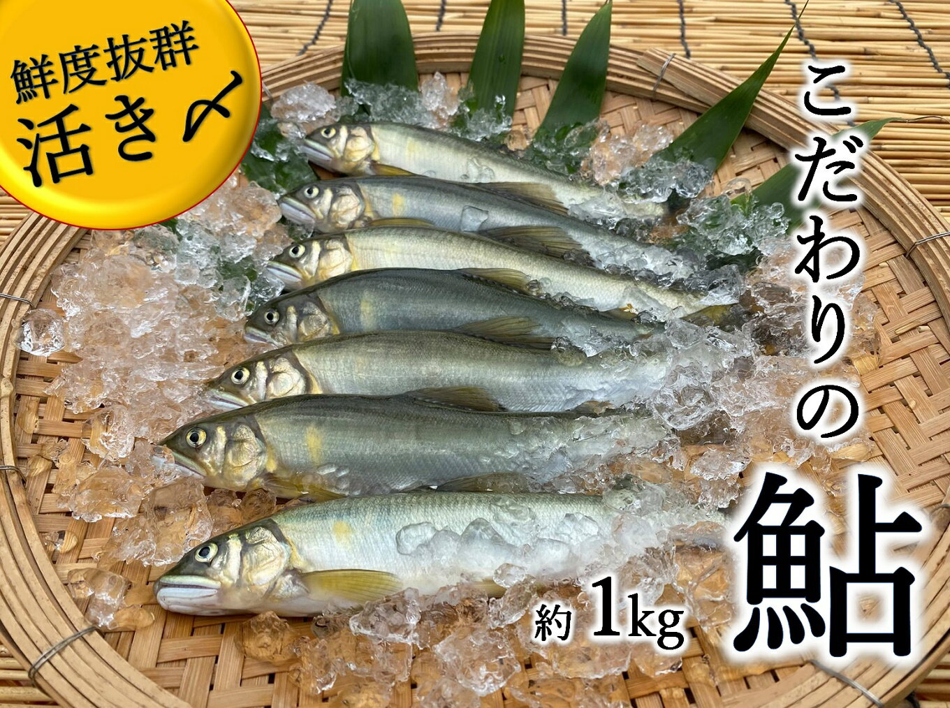 【ふるさと納税】こだわりの鮎　約1kg