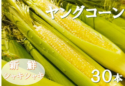 ヤングコーン 【2024年夏発送】朝どれヤングコーン 皮つき 30本 [増田園芸 宮崎県 日向市 452060157] とうもろこし ベビーコーン 新鮮 採れたて 直送