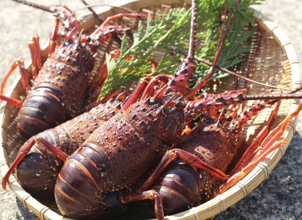 アイテムID:508349の画像1枚目