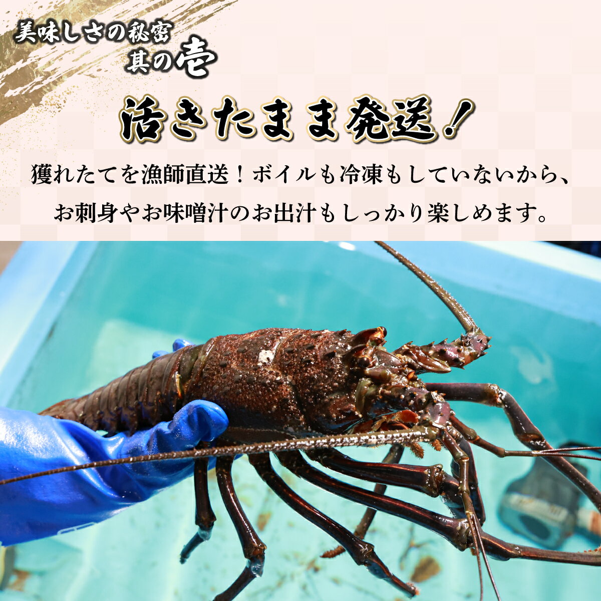 【ふるさと納税】【先行予約】＜数量限定＞宮崎県串間産伊勢エビ(計約2kg・3〜8匹) 串間産の伊勢エビを活きたままご自宅に産地直送！ 伊勢海老 海の幸【豊漁丸】【KU069】