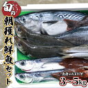 宮崎県串間産 朝獲れ鮮魚セット計約3〜5kg(5〜6種) 定置網による厳選「朝獲れ鮮魚」を漁師直送！ 海の幸