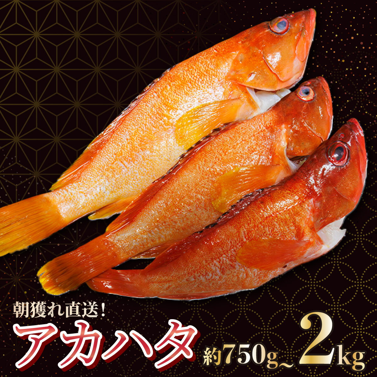 [先行予約受付中!2025年7月より順次発送]宮崎県串間産アカハタ(計約750g〜約2kg・2~8匹)延縄漁による朝どれ高級魚を漁師直送! 海の幸[豊漁丸]