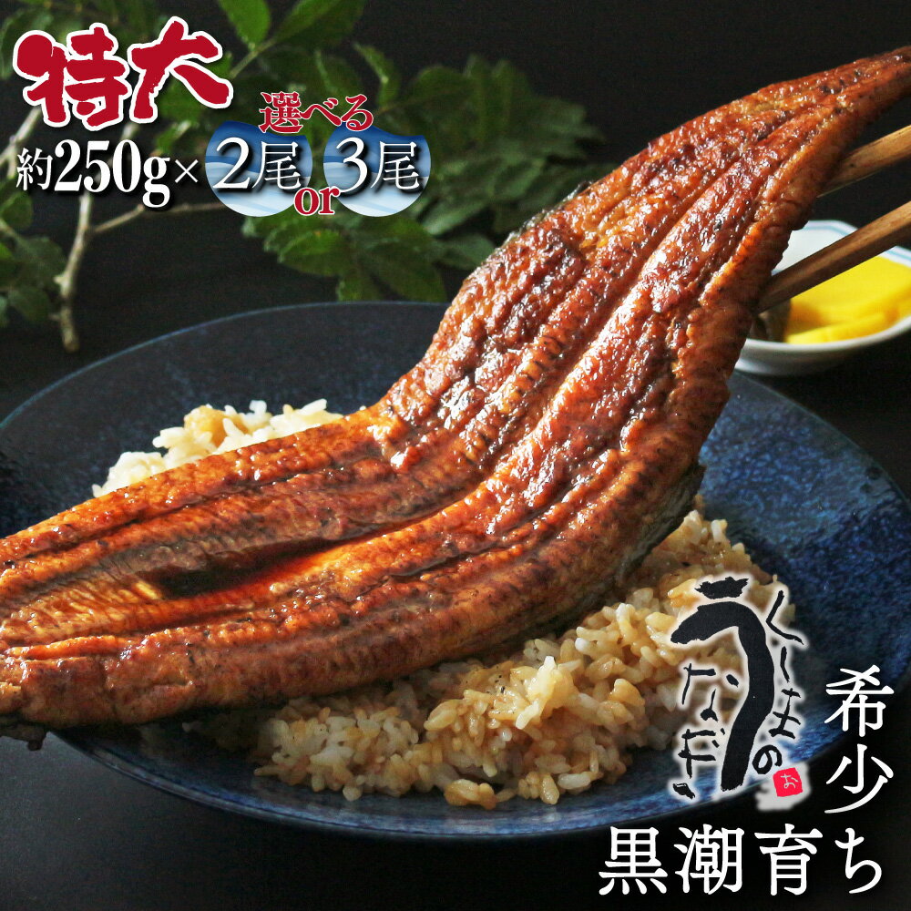 [数量限定]選べる!特大くしまの黒潮うなぎ蒲焼[大田商店][OTUTD]