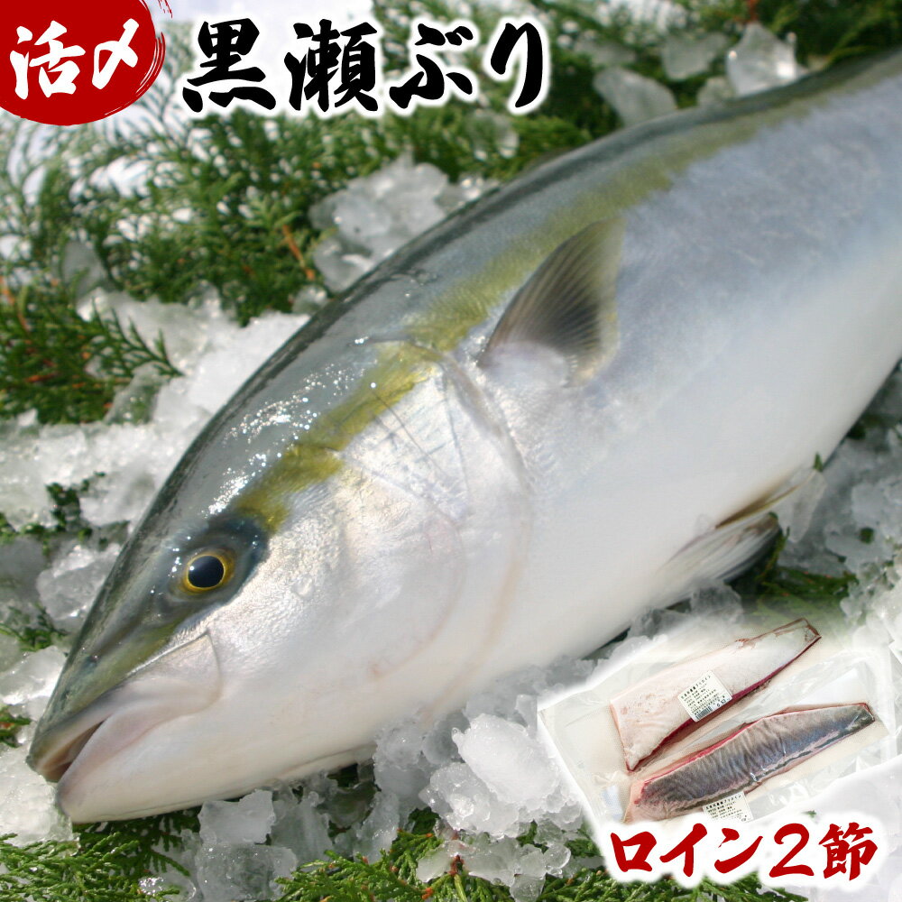 【ふるさと納税】【数量限定】活じめ！黒瀬ぶりの生鮮ブリロイン2節（1.0kg前後）刺身やぶり丼、カル...