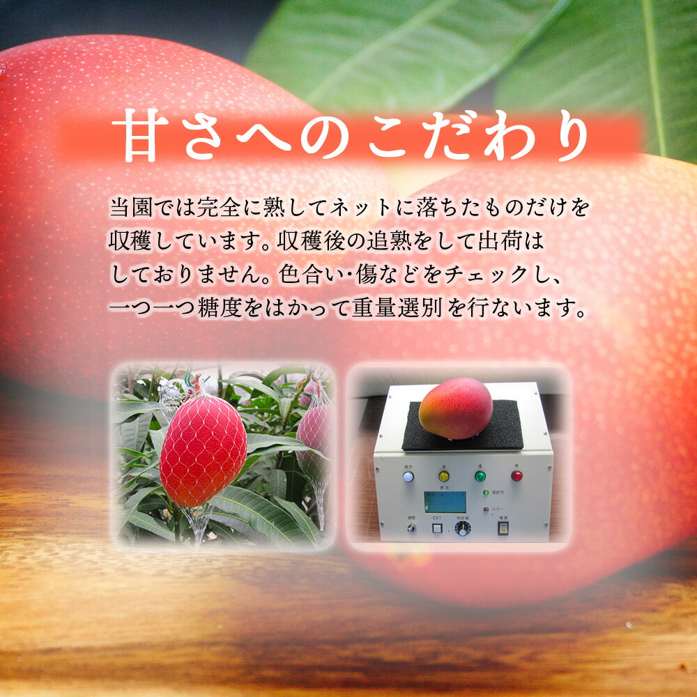 【ふるさと納税】＜先行予約＞【選べる内容量】希少な特大宮崎完熟マンゴー(4L×1玉入）一般用・美品　糖度平均15度以上！濃厚な甘さと酸味のバランスが絶妙な完熟マンゴー！令和8年5月頃から発送！【やました農園】【KU471】