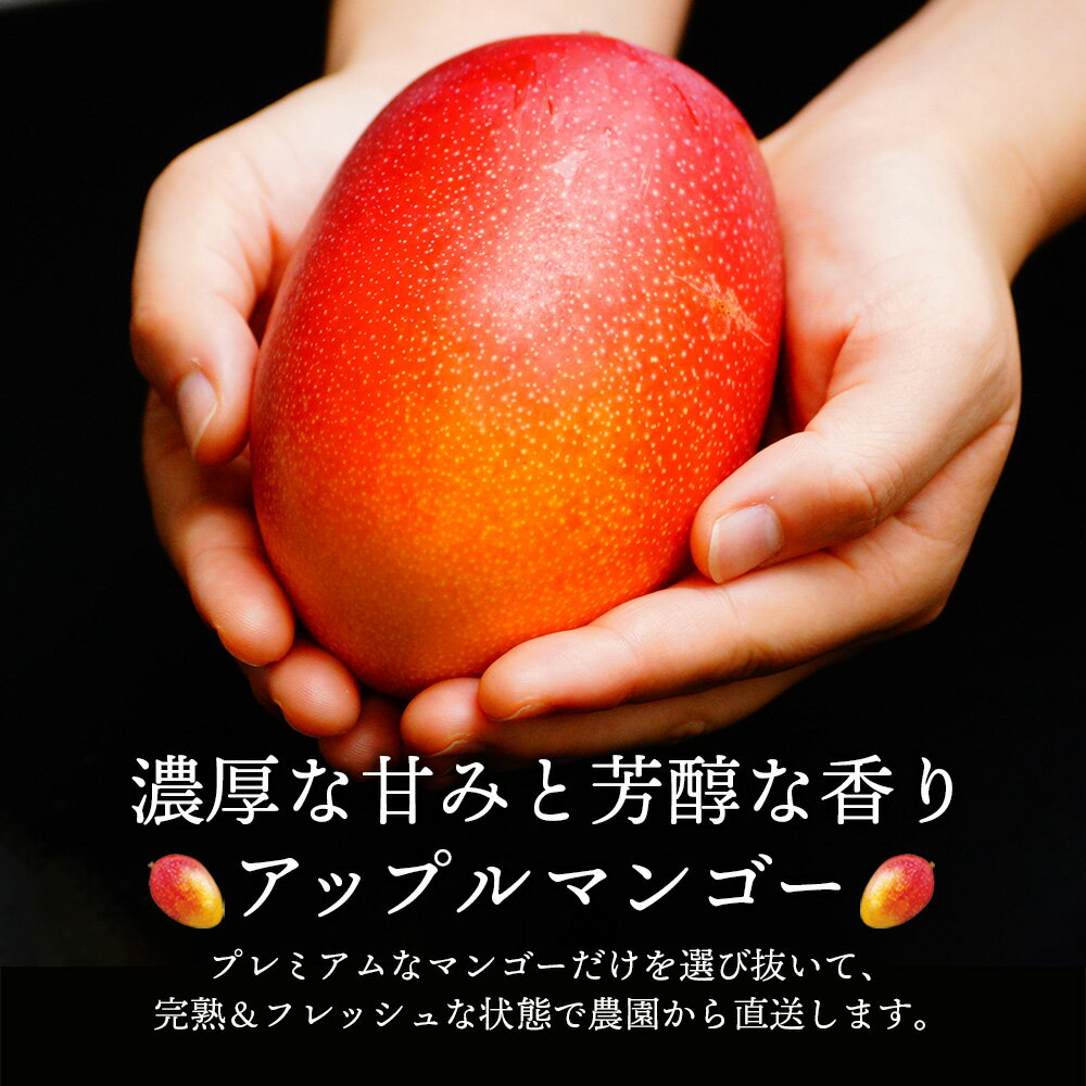 【ふるさと納税】＜先行予約＞【内容量が選べる】【数量限定】糖度16度以上のプレミアム宮崎完熟マンゴー(2L×2玉入・贈答用・化粧箱入り) ＜ギフト用＞ 令和8年5月頃から発送！【やました農園】【AE-BC1】