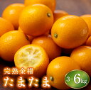 【ふるさと納税】<先行予約・数量限定> 選べる容量!完熟金柑たまたま3kg~6kg 宮崎ブランドの完熟きんかん! 皮ごとまるかじりできる!【KU432】