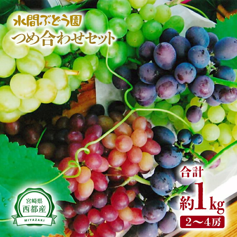 【ふるさと納税】完熟ぶどう食べ比べセット(約1kg)シャインマスカット +1種類(クイーンニーナ・ピオーネ・翠峰・マスカサーティーンの中から1種類)の食べ比べ【先行予約】宮崎県西都市産 水間ぶどう産地直送 フルーツ マスカット ぶどう 果物 高級 ぶどう