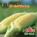 【ふるさと納税】『さいとう農園』朝どれ! スイートコーン約6kg 15本~20本 ゴールドラッシュ【先行予約】<1.1-48>とうもろこし トウモロコシ★