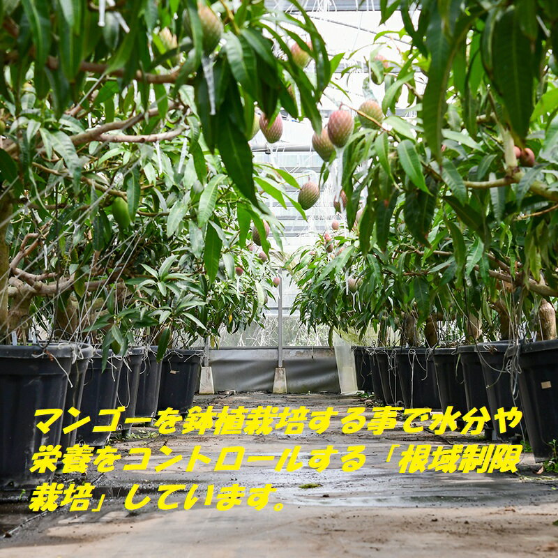 【ふるさと納税】「鉢植栽培」宮崎完熟マンゴー4L×2個（西都産）西都市 マンゴー