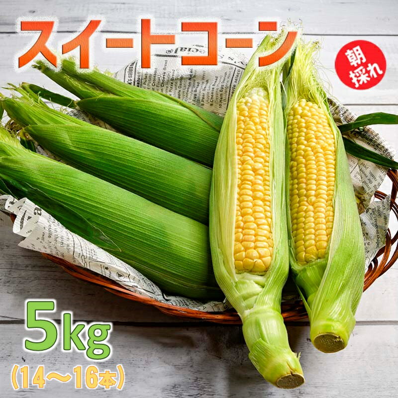 朝どれスイートコーン5kg 農産物直売所『新鮮市場いろどり』ゴールドラッシュ[1-209]西都市 野菜 とうもろこし