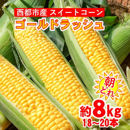 朝どれ スイートコーン 約8kg ゴールドラッシュ（18本～20本）西都市【先行予約】宮崎県 Y