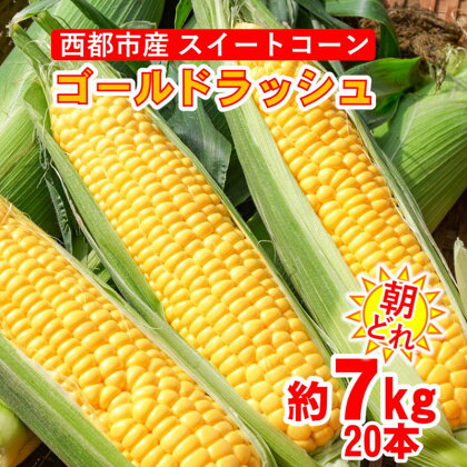 朝どれ スイートコーン 約7kg ゴールドラッシュ（約20本）西都市【先行予約】宮崎県 さいと サイトY