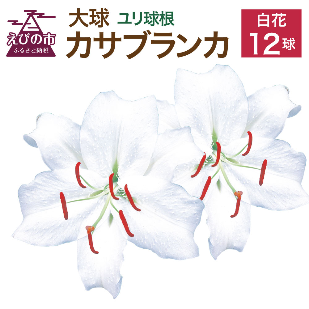 【ふるさと納税】【2023年10月上旬発送開始】ユリ球根 大球カサブランカ 12球 白花品種 花 フラワー 園芸 ガーデニング 植物 高品質 送料無料のサムネイル