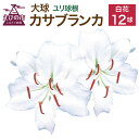 【ふるさと納税】【2023年10月上旬発送開始】ユリ球根 大球カサブランカ 12球 白花品種 花 フラワー 園芸 ガーデニング 植物 高品質 送料無料