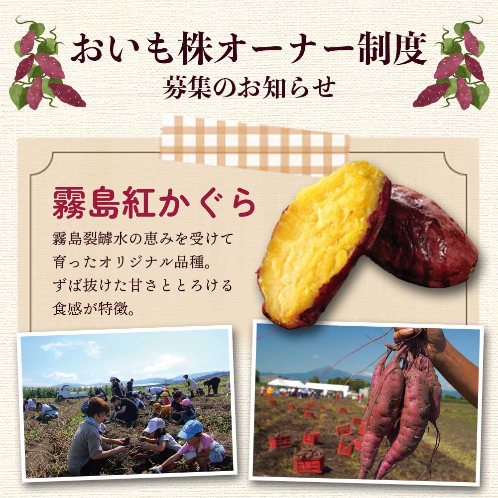 【ふるさと納税】＜【B】おいも株オーナー制度1口セット2株 霧島紅かぐら(最低2.4kg保証)+特産品＞12月中旬頃にさつまいもときんかんをお届け！サツマイモ さつま芋 権利書 チケット 甘い デザート【MI187-sh】【株式会社育みの里しろはと】