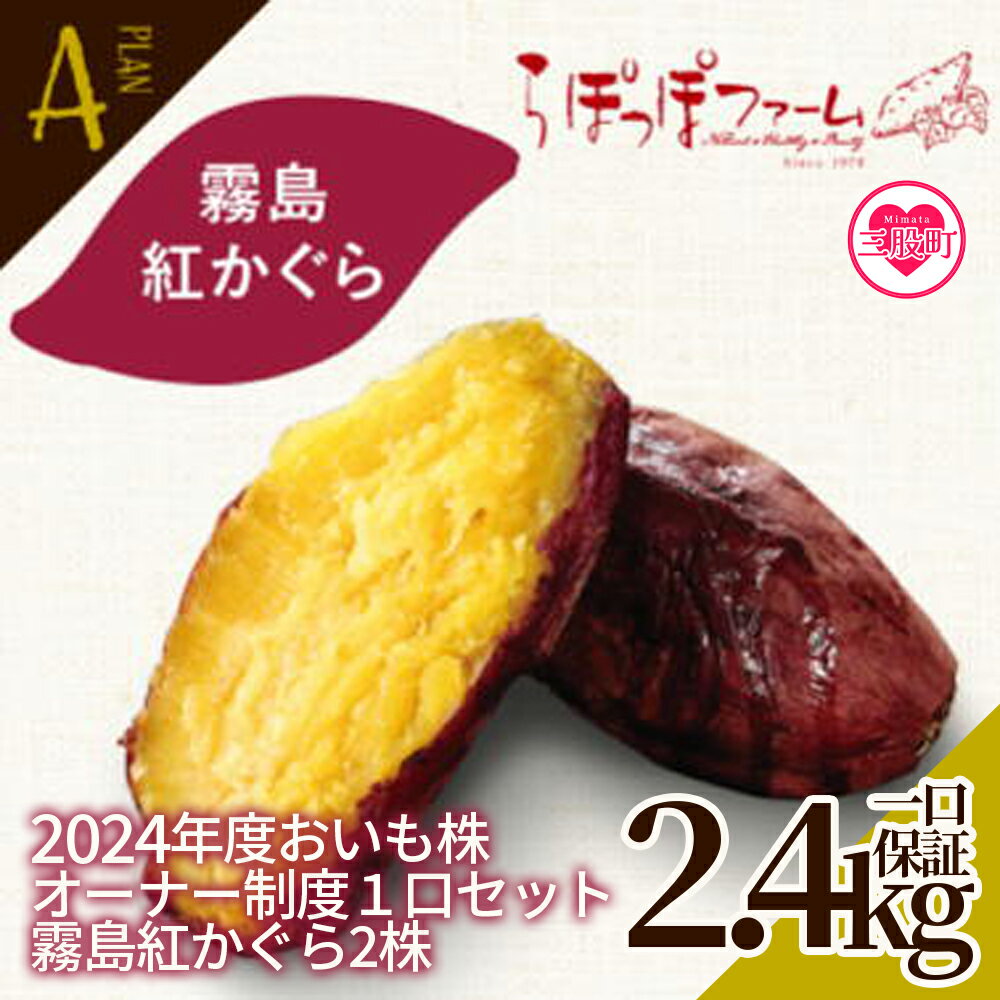 【ふるさと納税】＜【A】2024年度おいも株オーナー制度1口セット2株 霧島紅かぐら(最低2.4kg保証)＞2024年12月中旬頃に熟成されたさつまいもをお届け! サツマイモ さつま芋 権利書 チケット 体験 苗植会 収穫祭【MI106-sh-t-R6】【株式会社育みの里しろはと】