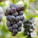 【ふるさと納税】宮崎県産特選 新田果樹園 『高原町産ぶどうの