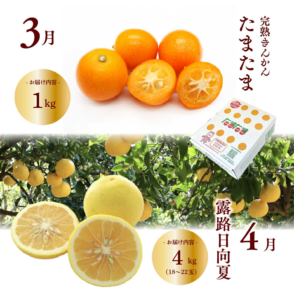 【ふるさと納税】【全8回お届け】特選！！宮崎県綾町産 果物・野菜定期便 [Y20]　野菜定期便 果物定期便 野菜 セット 詰め合わせ 定期便 野菜 果物 定期 送料無料