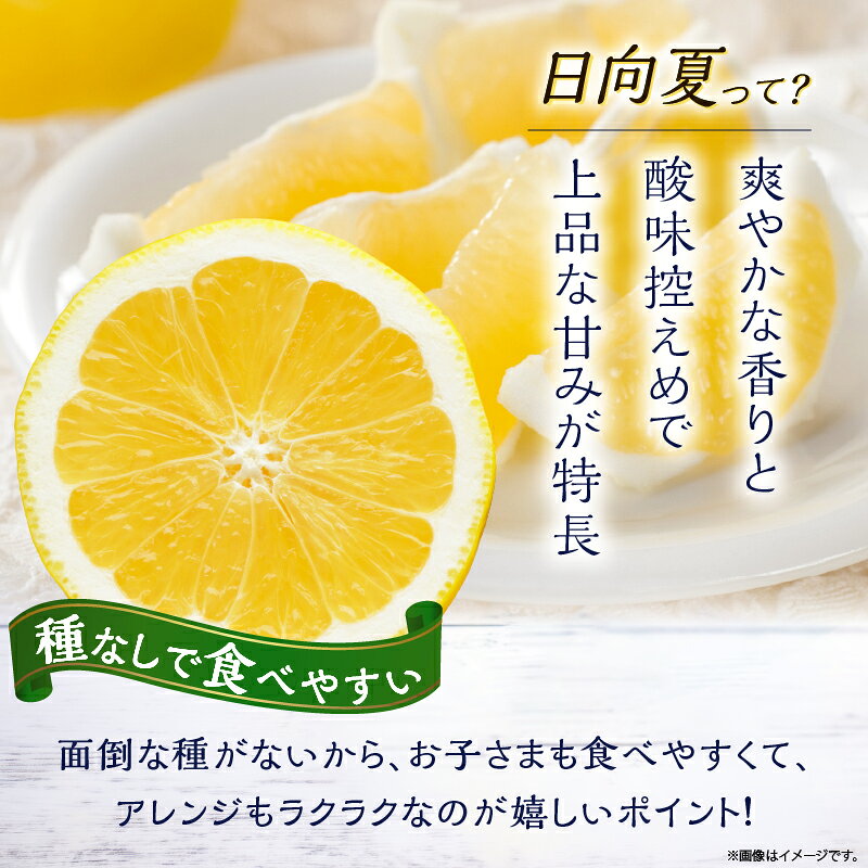 【ふるさと納税】先行受付 初春の旬 日向夏 種なし 2kg ［H20］ 果物 フルーツ くだもの 2027年 柑橘 みかん 国産 フルーツサンド ジュース おやつ スイーツ デザート ジャム さわやかな甘み おすすめ ギフト 贈り物 贈答 ご褒美 おすそ分け お返し 宮崎県 綾町 送料無料 f453838-aya-10001337 宮崎県綾町 サンプル画像2