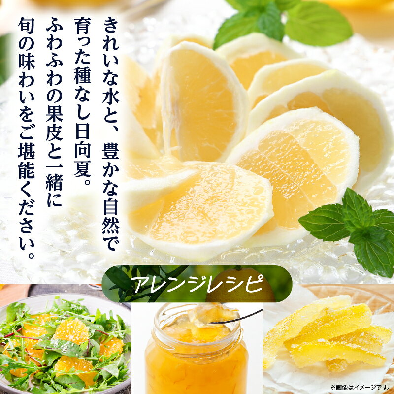 【ふるさと納税】先行受付 初春の旬 日向夏 種なし 2kg ［H20］ 果物 フルーツ くだもの 2027年 柑橘 みかん 国産 フルーツサンド ジュース おやつ スイーツ デザート ジャム さわやかな甘み おすすめ ギフト 贈り物 贈答 ご褒美 おすそ分け お返し 宮崎県 綾町 送料無料 f453838-aya-10001337 宮崎県綾町 サンプル画像3