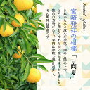 宮崎県綾町の画像2