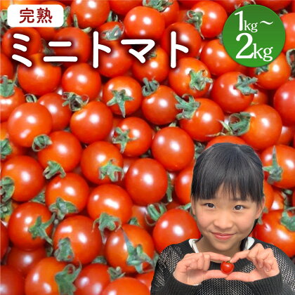 ＜「完熟ミニトマト」ミニトマト 1kg＞または＜2kg＞2024年5月下旬迄に順次出荷 野菜ソムリエサミット アルル・リリカ共に銀賞受賞！！（2023年11月開催） 1回食べてみらんね？ 産地直送 有機肥料使用 高糖度 西森農園 トマト 野菜 宮崎県 高鍋町産 送料無料