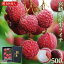 ڤդ뤵Ǽǡۡܺ긩 饤 500g 2024ǯ6ܤ7˽缡в 譻 ʪ ե롼 ̼ £ ե ߥե û ܺ긩 Į ¢