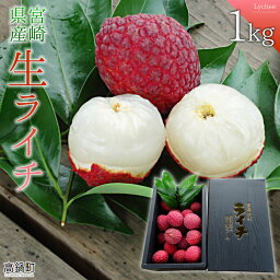 【ふるさと納税】＜宮崎県産 生ライチ 1kg＞ 2024年6月下旬～7月中旬迄に順次出荷 特産品 茘枝 果物 贈答用 宮崎県 高鍋町 ミキファーム 【冷蔵】