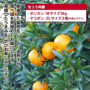 【ふるさと納税】予約受付開始 南国宮崎のポンカン・デコポンセット ポンカン Mサイズ 5kg デコポン 2Lサイズ 3個 数量限定 ※平成30年12月下旬頃から順次出荷予定