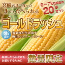 【ふるさと納税】数量限定<極甘朝どれ 宮崎県産ゴールドラッシ...